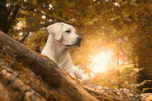 Labrador Dog Puppy In Forest During An Autumn Walk