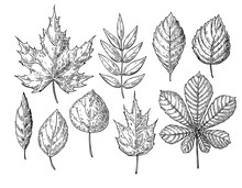 Vector Autumn Drawing Leaves Set. Isolated Objects. Hand Drawn D