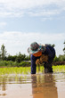 © kaentian - Transplant rice seedlings.