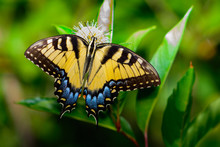 Eastern Tiger Swallowtail (Papilio Glaucus)