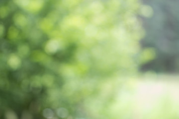 Blurred green foliage background