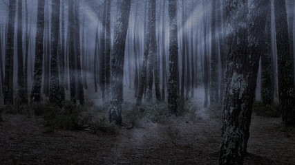 Fototapete - Foggy forest at dusk