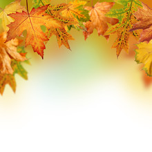 Fall Background With Red, Orange, Yellow, Brown And Green Autumn Leaves