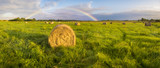Fototapeta Tęcza - Tęcza nad zieloną łąką po letniej ulewie