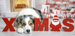 Ein Hund liegt in einem weihnachtlichen Wohnzimmer mit Kamin und Geschenken neben den Buchstaben „X Mas“ mit Blick nach vorne. 