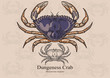 Dungeness crab. Vector illustration for artwork in small sizes. Suitable for graphic and packaging design, educational examples, web, etc.