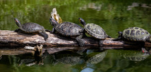 Turtle Family
