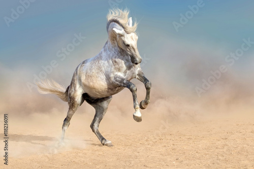Plakat Piękny szary koń z długą grzywą w kurzu