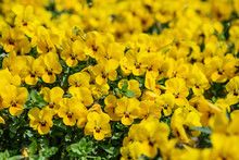 Yellow Pansies Meadow, Spring Or Summer Flower Background
