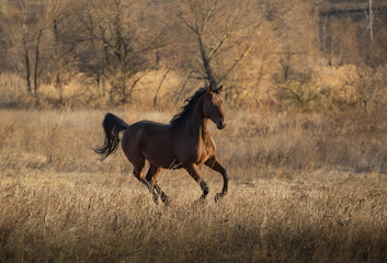 brown horse run on the yellow grass on the yellow threes backgro