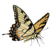 Swallowtail Butterfly - Papilio glaucus
Hand drawn vector illustration of an Eastern Tiger Swallowtail Butterfly on transparent background.
