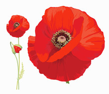 Red Poppy (Papaver Rheas) -
Hand Drawn Vector Illustration Of A Red Poppy In Full Bloom And A Bud On Transparent Background.
