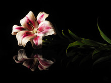 Beautiful White-red Lily On A Black Background