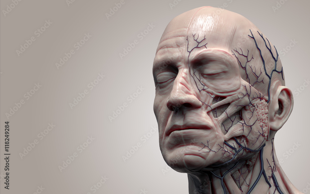 Human body anatomy - muscle anatomy of the head  3d render  - obrazy, fototapety, plakaty 
