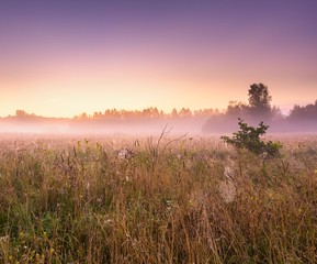 Wall Mural - Morning foggy meadow in polish countryside