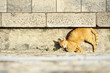 Katze sonnt sich an der Stadtmauer