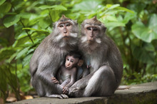 Monkeys Sitting On Stone Banister