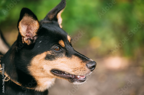 Portrait Of Small Size Mongrel Short Haired Black Red Dog Prick