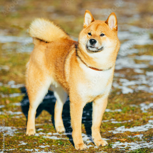 Beautiful Red Shiba Inu Puppy Dog Staying Outdoor In Spring - Buy this ...