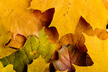 Wall Mural - autumn composition, colorful maple leaves. studio shot.