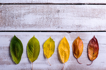 Wall Mural - autumn composition. various colorful leaves. studio shot, wooden