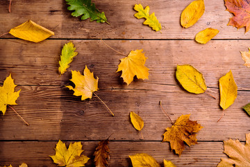 Wall Mural - autumn leaf composition. studio shot on wooden background.