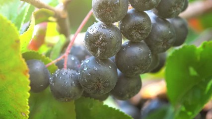 Wall Mural - Aronia melanocarpa ripe berries on the branch in the orchard