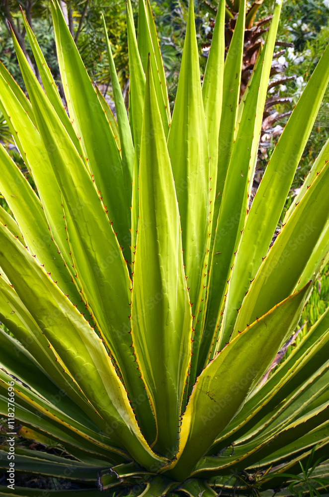 Agave plant growing wild in Tenerife,Canary Islands,Spain.Nature  background. Stock Photo | Adobe Stock
