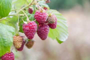 ripe raspberry