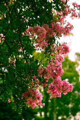  pink oleander Bush as the background of retro