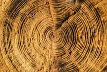 Life Rings Of Old Log