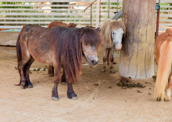 Dwarf horse / Old dwarf horse standing in the farm.