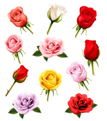 Wall Mural - Set of different roses. Vector.