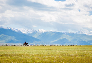 Wall Mural - The flock under the snow mountain, the pasture on the plateau.