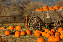 Many Pumpkins In A Cart At A Pumpkin Patch