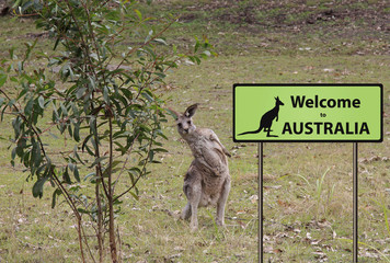 Wall Mural - welcome to Australia sign with wild kangaroo