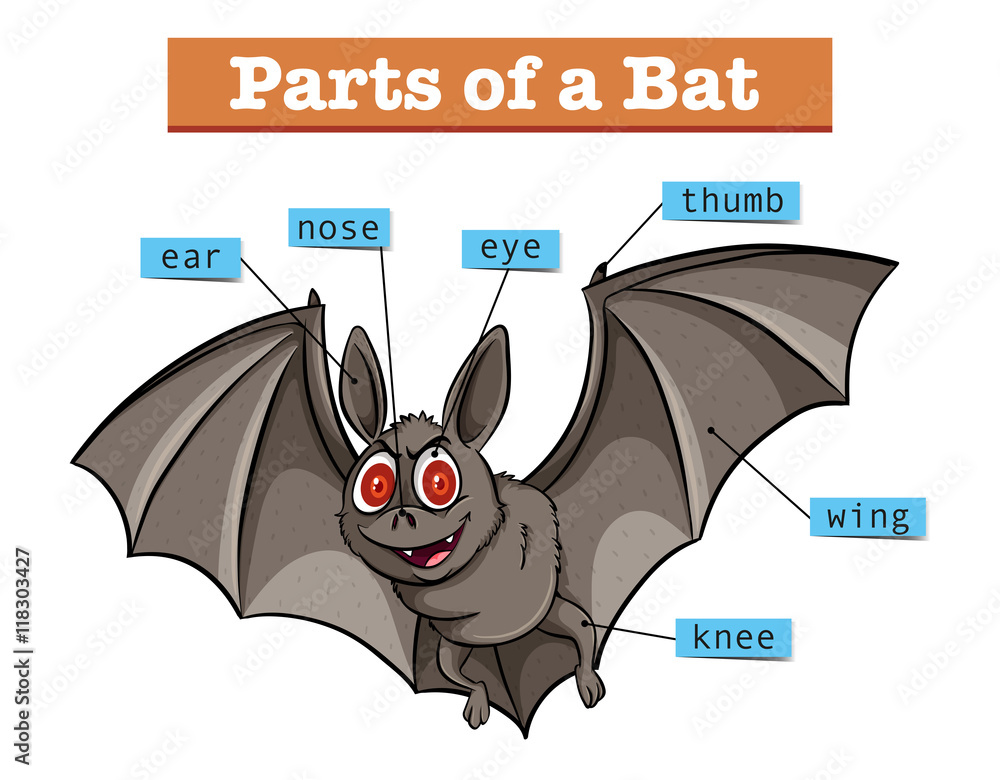 Diagram showing parts of bat Stock Vector | Adobe Stock