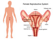  Illustration of reproductive system