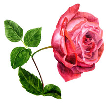 Watercolor Drawing Of Dark Red Rose, On White Background