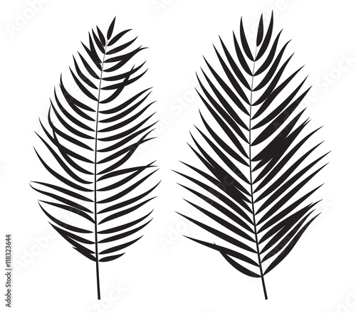 Fototapeta na wymiar Rysunek palmowych liści na białym tle