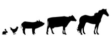 Vector Silhouette Of Farm Animal.
