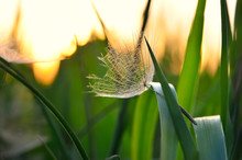 Lonely Achene Dandelion On Background Of Sunset. Gone With The Wind Dandelion Seeds On The Grass.