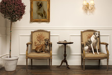 Dogs Sitting On Elegant Chairs