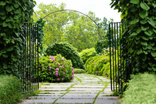 Green Arch In Botany Garden