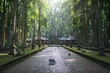 Sangeh monkey forest,temple on Bali island,Indonesia
