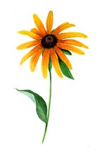 Watercolor Flower Rudbeckia. Hand Painted Isolated Design Element.
