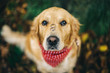 © RooM The Agency - Close-up of a Labrador dog sitting in a garden with two wedding rings on its nose before a wedding ceremony