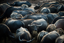 Herd Of Buffalo Eating Grass