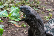 Seychellen - La Digue - Riesenschildkröte In Union Estate