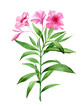 Watercolor oleander. Botanical painting, pink flower, flowers isolated on white. Design element for wedding, cards, invitation, valentine's day